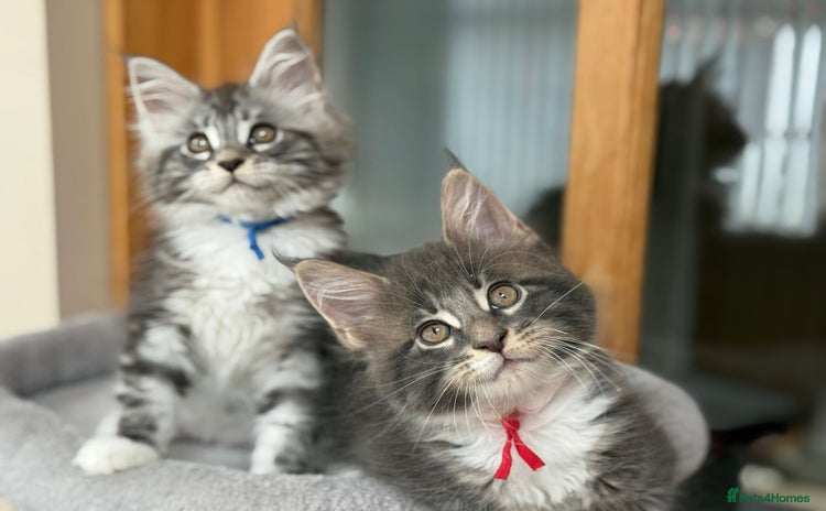 Maine Coon cats - Advert 8