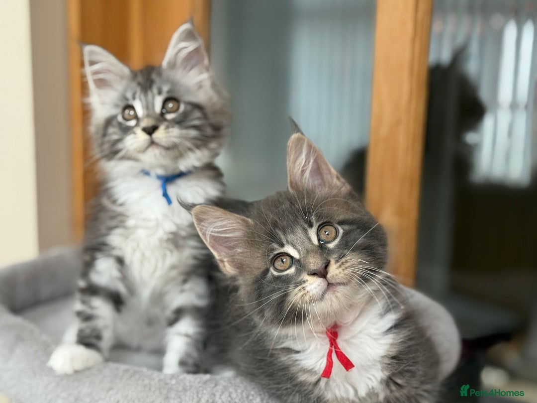 Maine Coon cats for sale: 2 Beautiful pedigree TICA reg Maine Coon kittens - Image 1