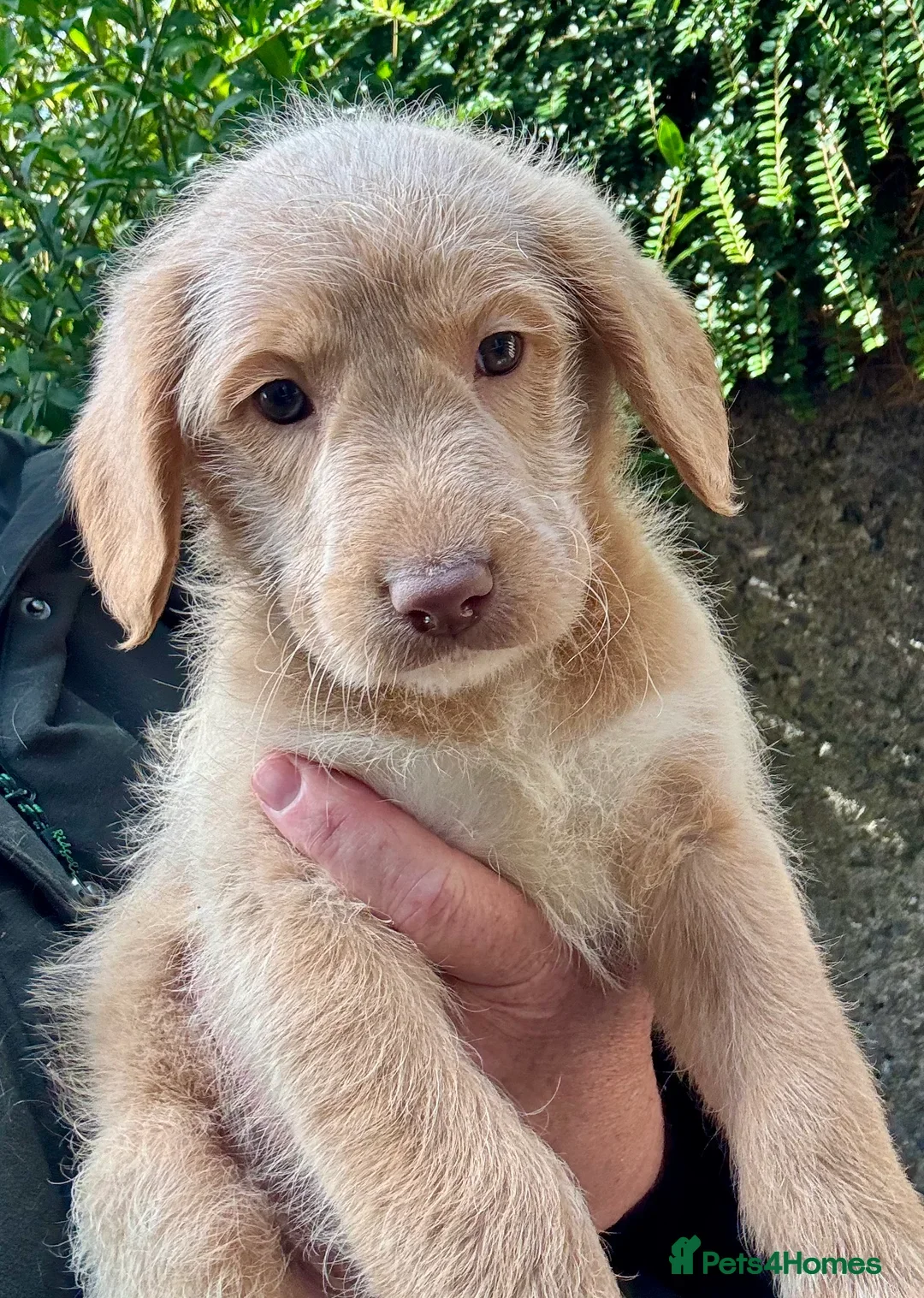 Labradoodle dogs for sale: Fully Vaccinated, Lab x Australian Labradoodles  - Image 13