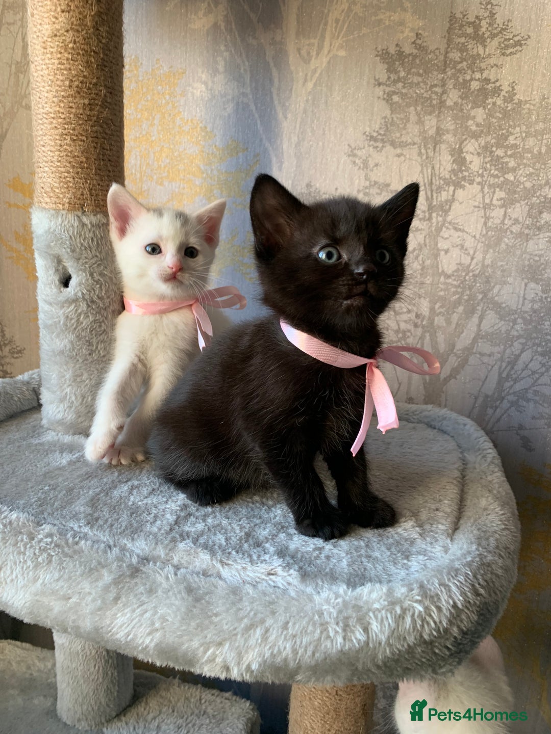 Mixed Breed cats for sale: Beautiful Mixed Angora Kittens - Advert 13