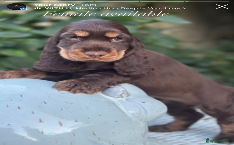 Cocker Spaniel dogs - Advert 12