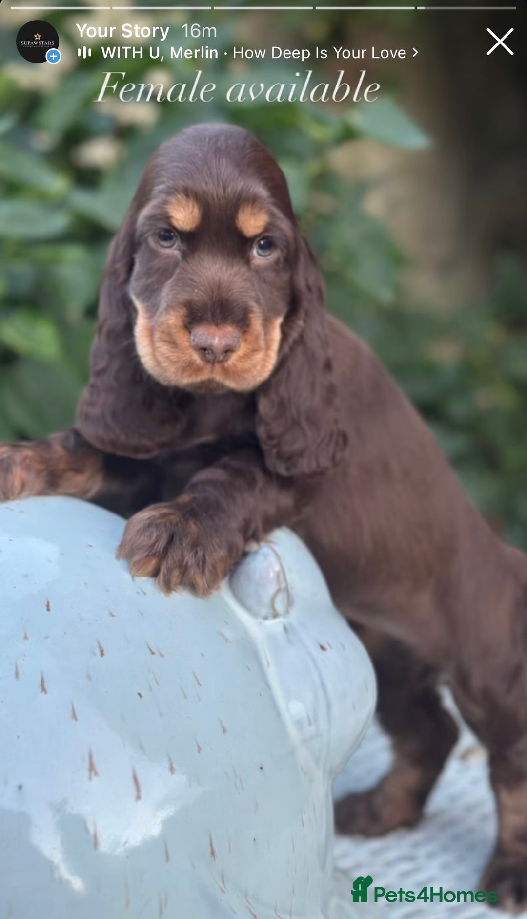 Cocker Spaniel dogs for sale: Stunning show cocker spaniels  - Image 1