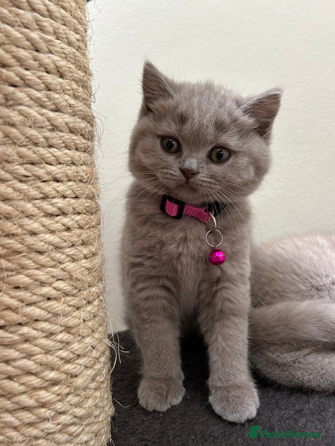 British Shorthair cats for sale: 3 lilac BSH - Advert 6