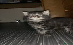 Maine Coon cats for sale: Stunning maincoon  - Image 7