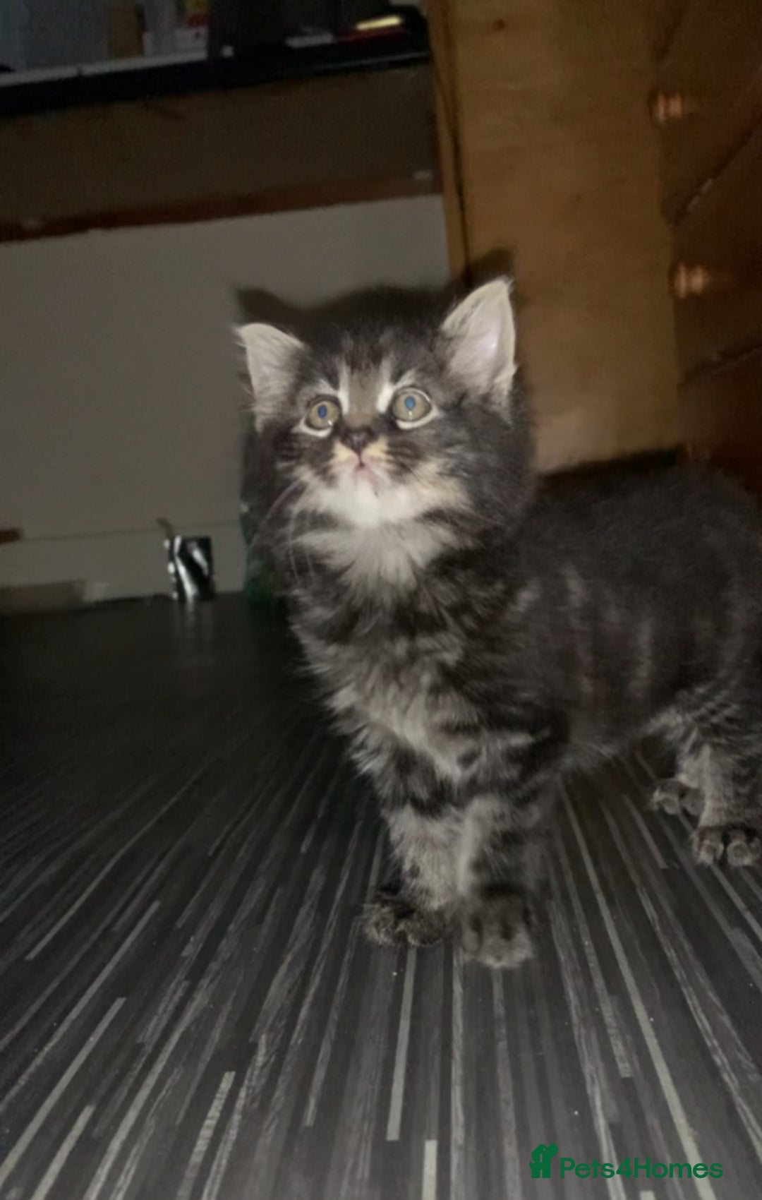 Maine Coon cats for sale: Stunning maincoon  - Image 7