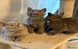 British Shorthair cats for sale: Ready to go- BSH LILAC & Blue - Image 11
