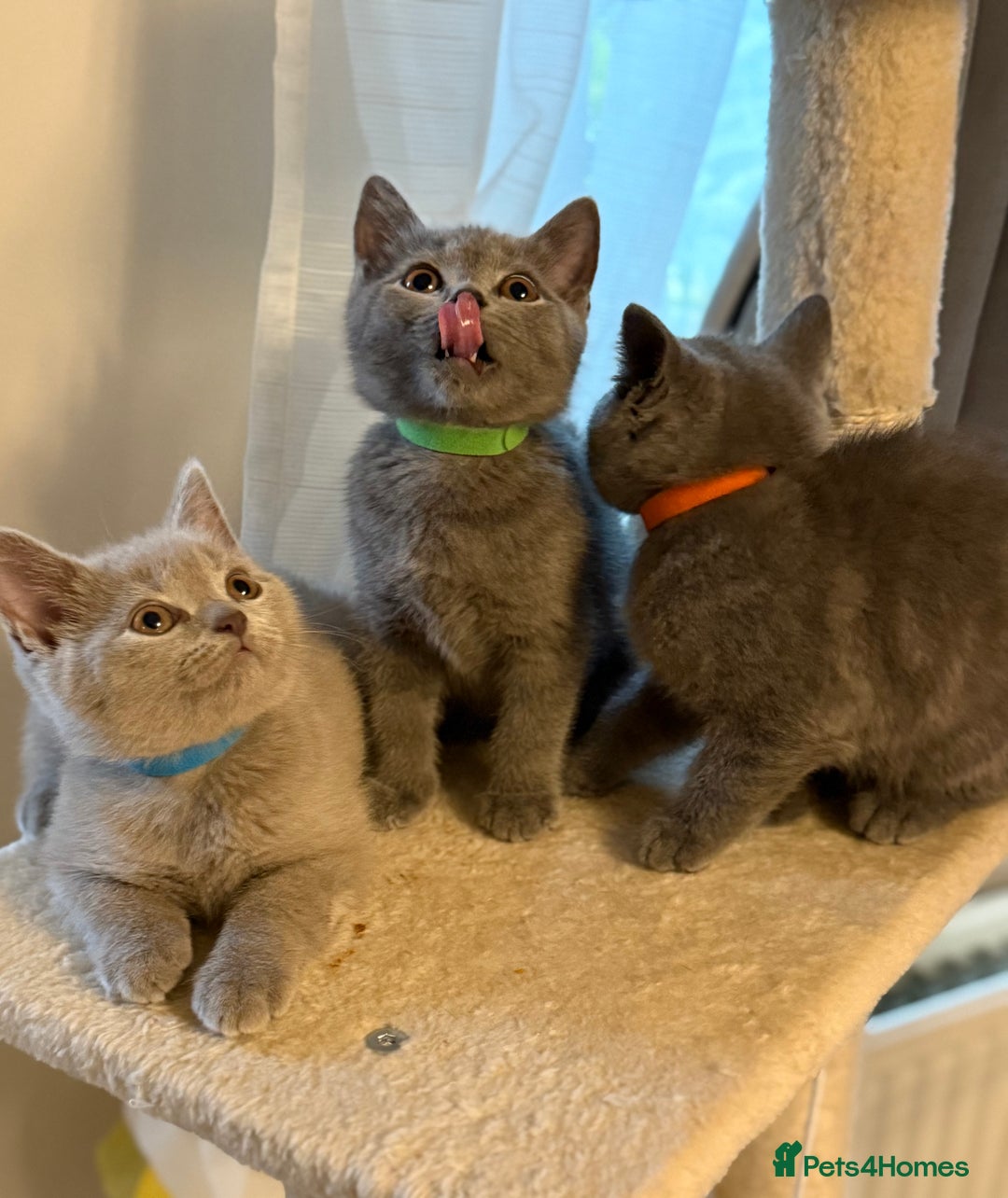 British Shorthair cats for sale: Ready to go- BSH LILAC & Blue - Image 11