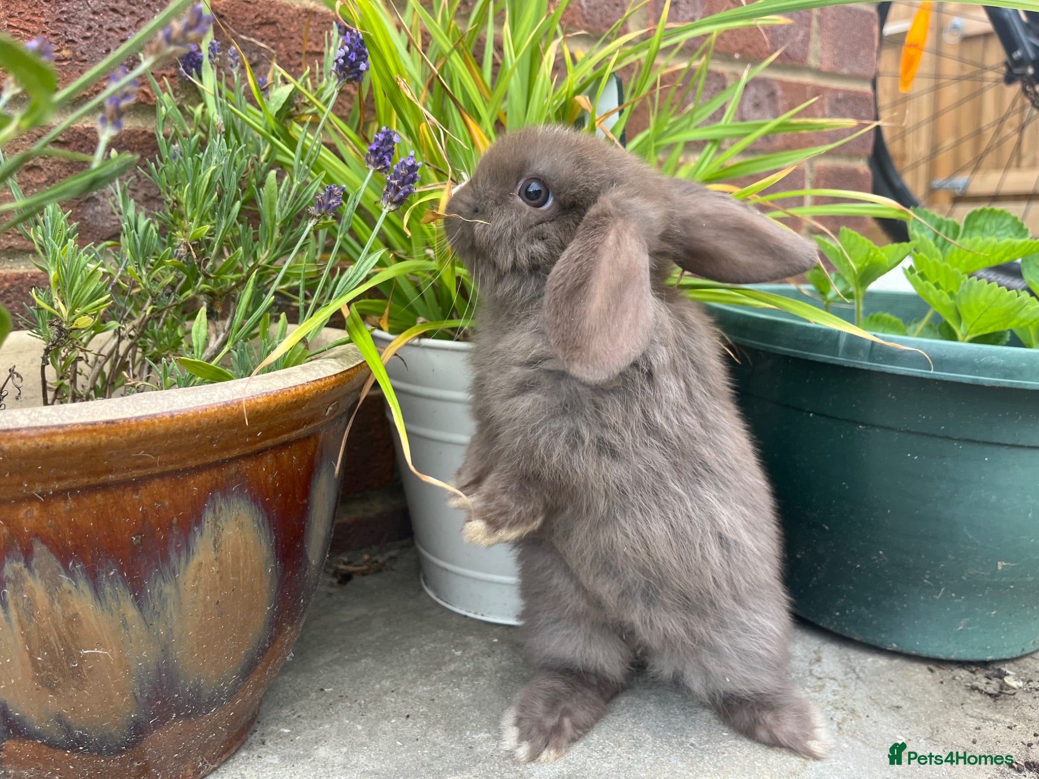 Mini Lop rabbits Male mini lop kits ready to leave 23rd July - Advert 2