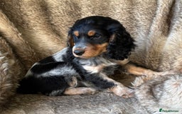 Cocker Spaniel dogs for sale: Beautiful Cocker Spaniel Litter - Image 12