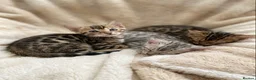 Bengal cats for sale: Meet Aspen A Icy-Silver Bengal GCCF registered✨ - Advert 17