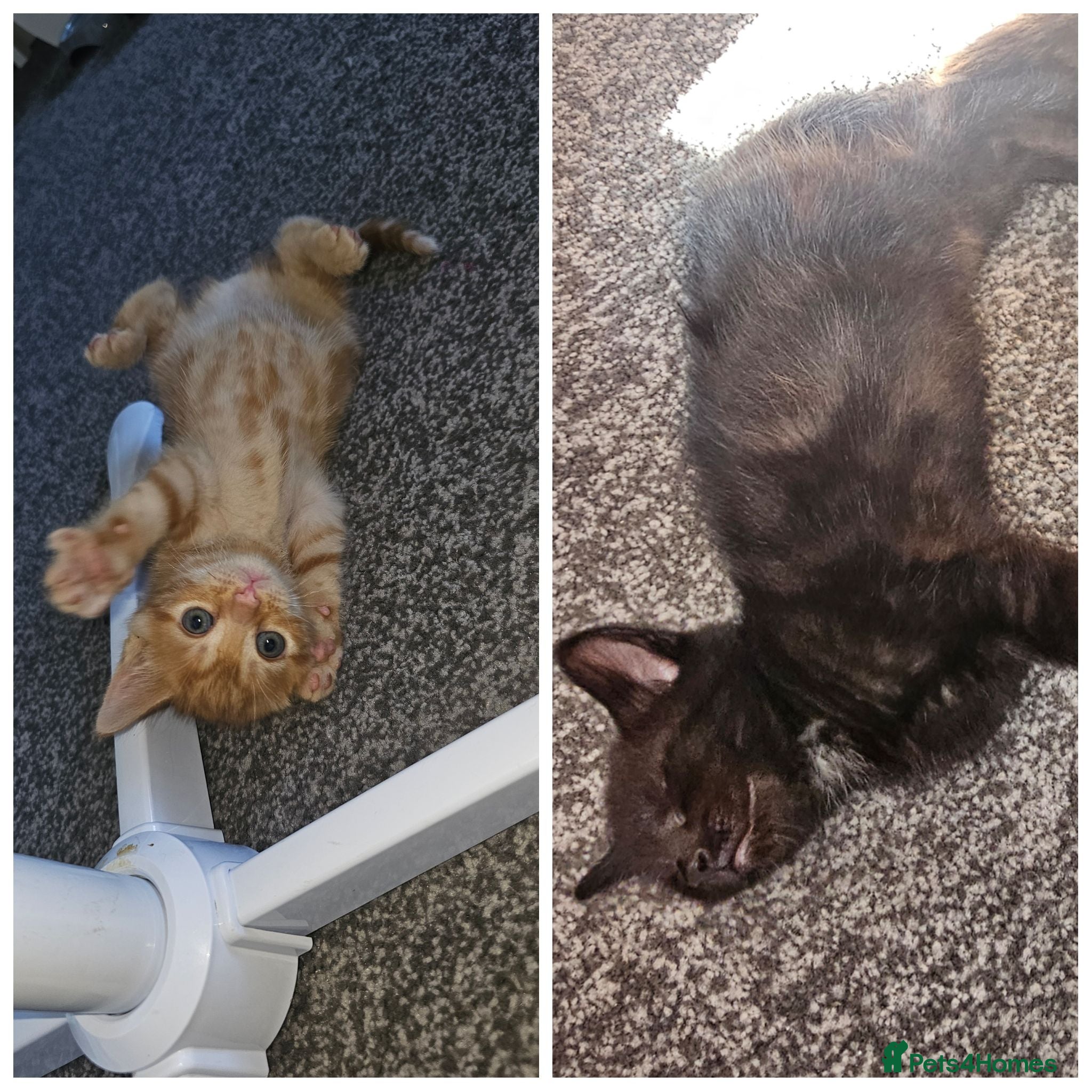Mixed Breed cats 1 ginger female 1 smokey boy left - Advert 13