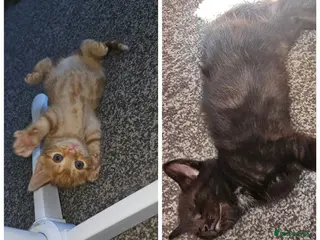 Mixed Breed cats 1 ginger female 1 smokey boy left - Advert 11