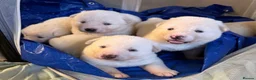 Akita dogs for sale: Beautiful Japanese Akita Puppies - Advert 22