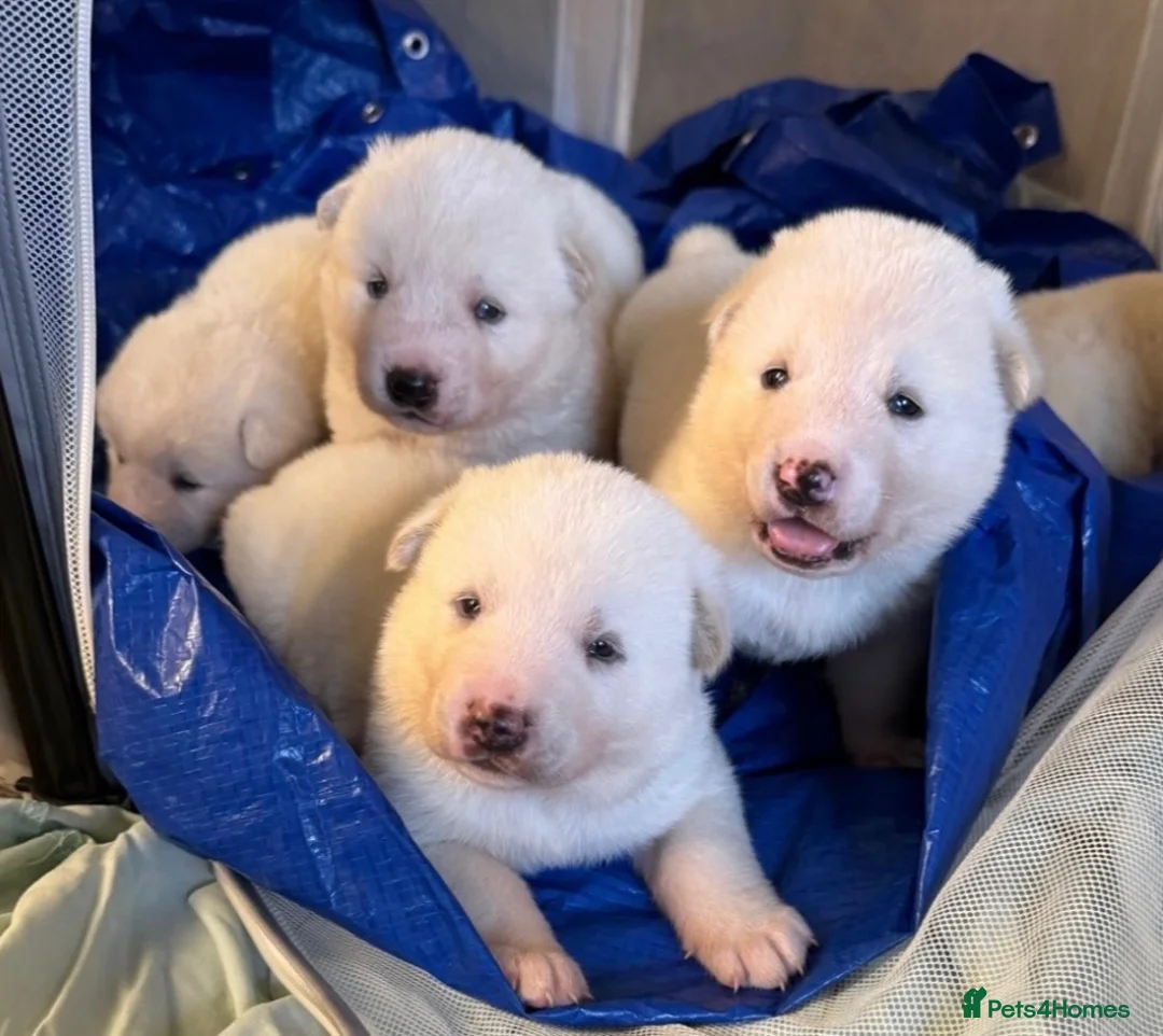 Akita dogs for sale: Beautiful Japanese Akita Puppies - Advert 22