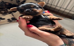 Yorkshire Terrier dogs for sale: ❤️Last girl available Miniature yorkshire terrier - Image 28