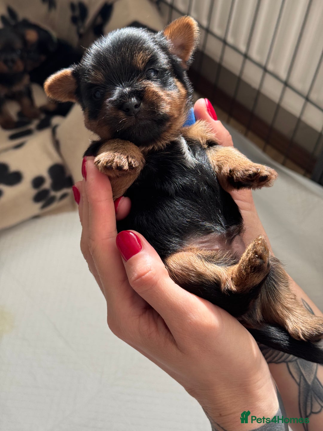 Yorkshire Terrier dogs for sale: ❤️Last girl available Miniature yorkshire terrier - Image 28