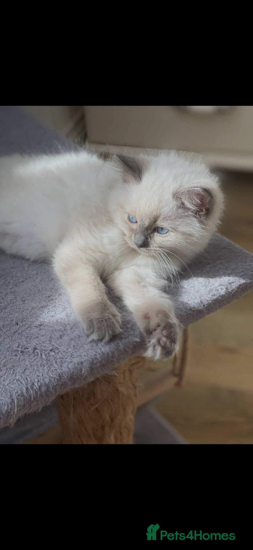 Ragdoll cats Stunning ragdoll kittens ready to go home 15thOct  - Advert 6