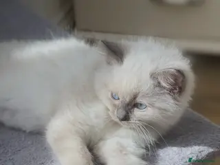 Ragdoll cats Stunning ragdoll kittens ready to go home 15thOct - Advert 6