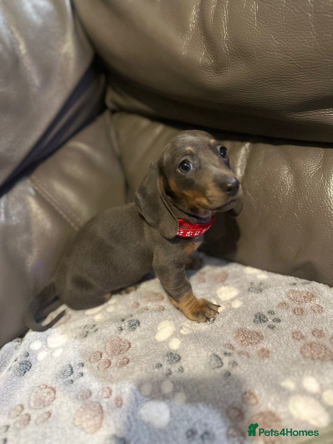 Miniature Dachshund dogs for sale: Beautiful Smooth Haired Dachshund Puppies - Advert 7