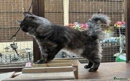 Maine Coon cats for sale: Stunning Maincoon kittens - Image 13