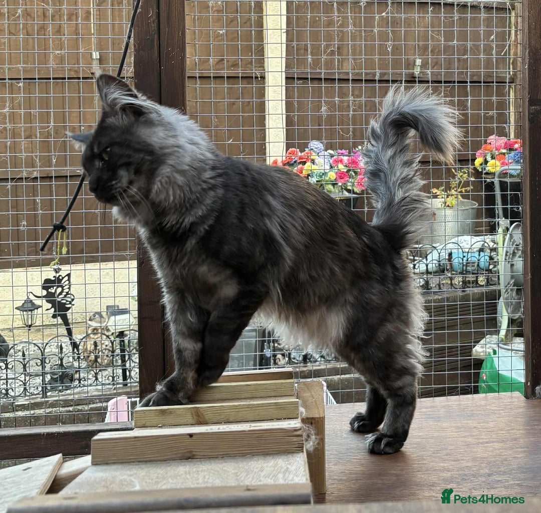 Maine Coon cats for sale: Stunning Maincoon kittens - Image 13