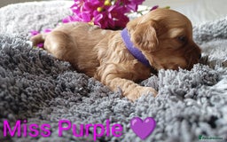 Cavapoo dogs for sale: Beautiful F1 cavapoo puppies  - Image 11
