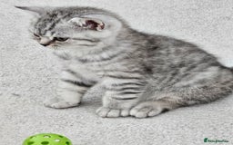 British Shorthair cats for sale: British shothair kittens  - Image 6