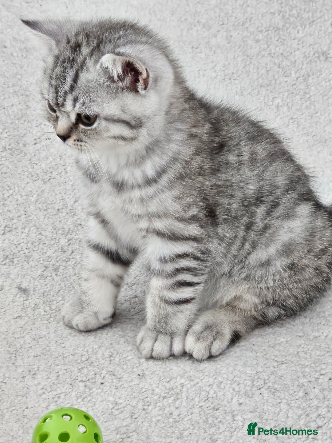 British Shorthair cats for sale: British shothair kittens  - Image 6