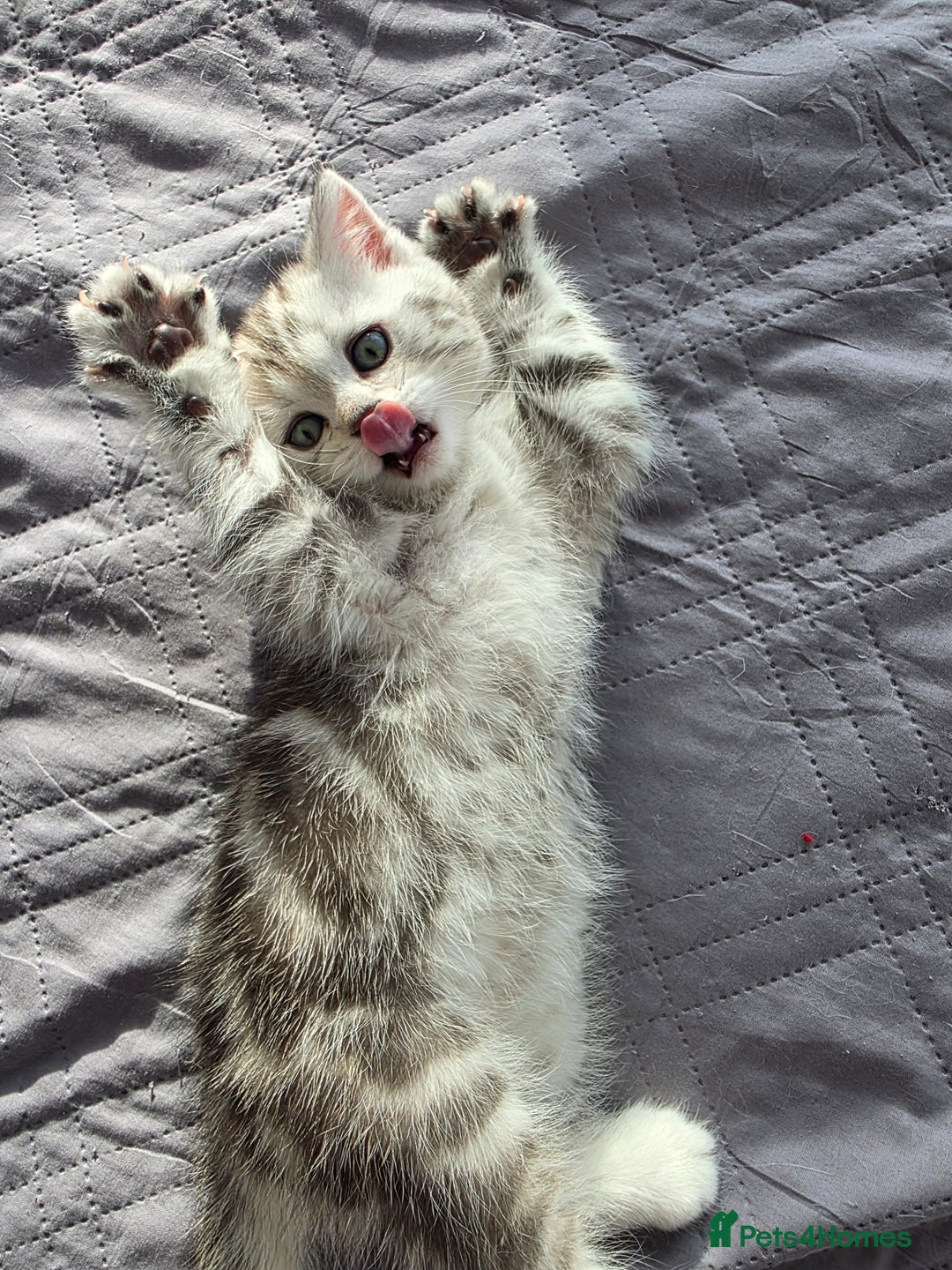 Scottish Fold cats for sale: Tabby Scottish Fold Kittens - Advert 7