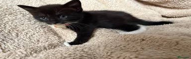 Red collar 