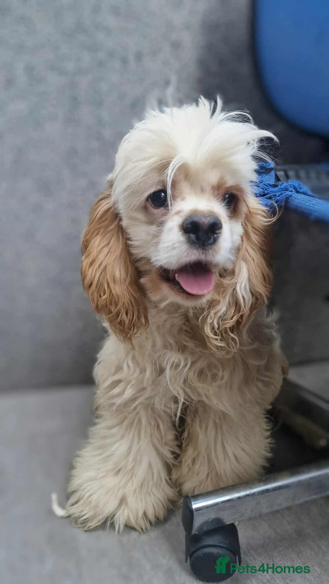 American Cocker Spaniel dogs for adoption: Ziggy - Image 4