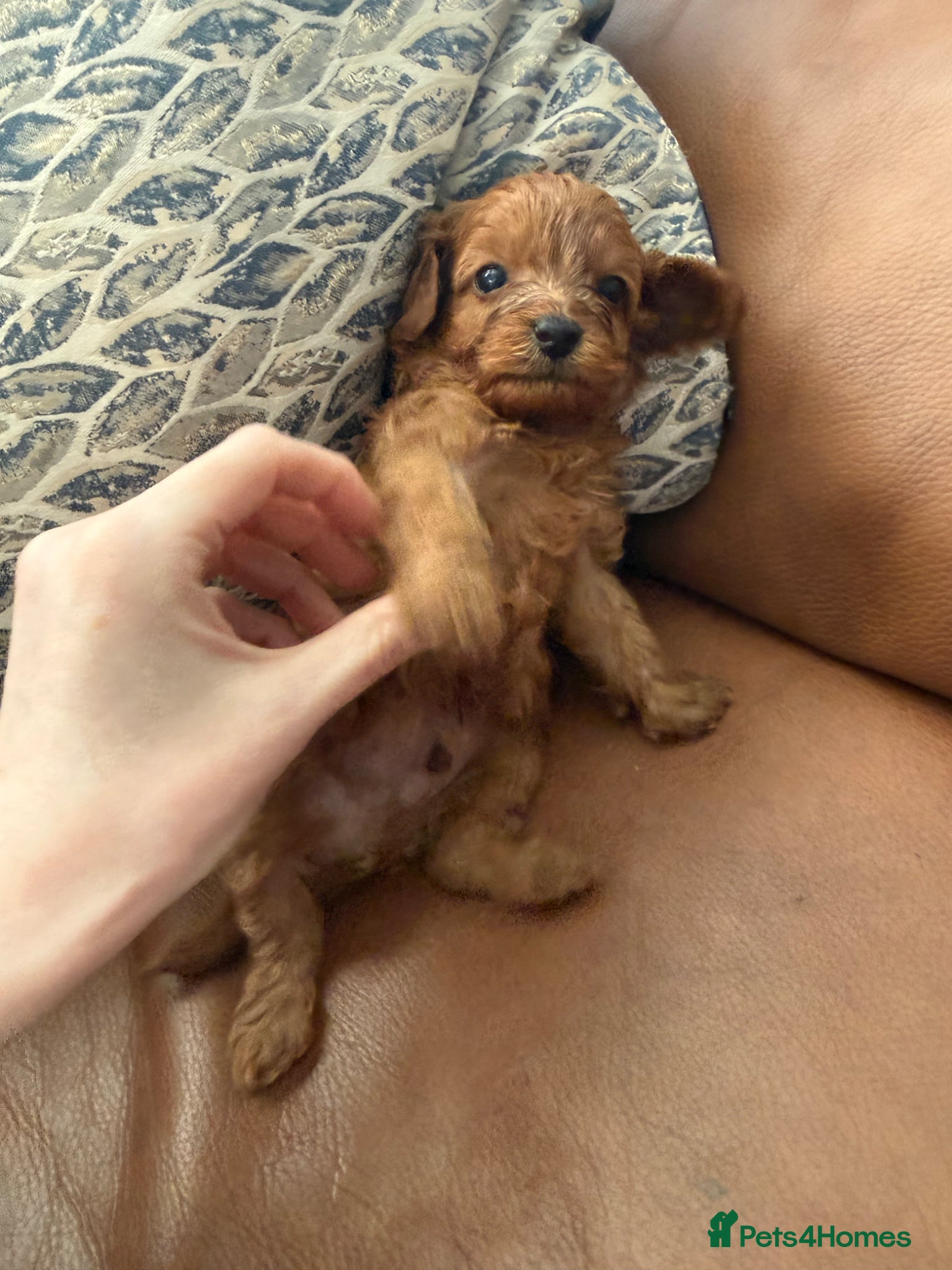 Cavapoochon dogs F1B Cavapoochon (Toy Poodle) - Advert 9