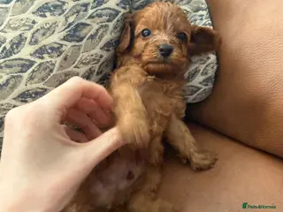 Cavapoochon dogs F1B Cavapoochon (Toy Poodle) - Advert 9