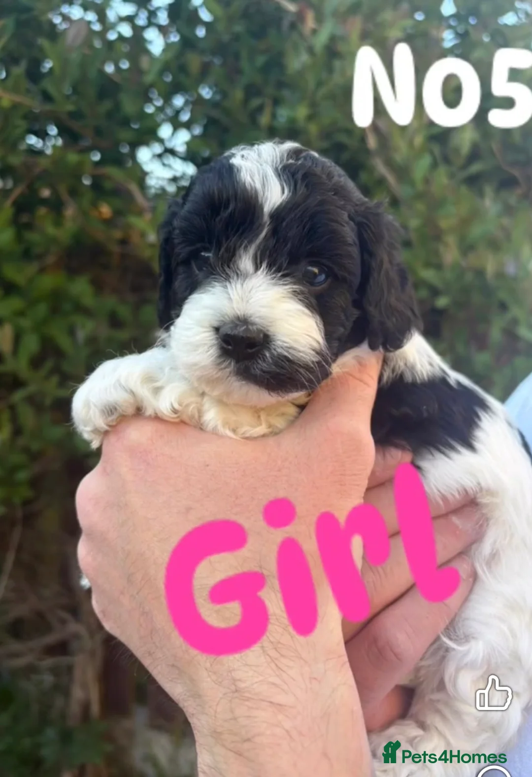 Cavapoo dogs for sale: 5 adorable Cavapoo pups in Halifax - Advert 9