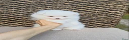 Pomeranian dogs for sale: High-quality Pomeranian puppies in Bristol - Advert 2