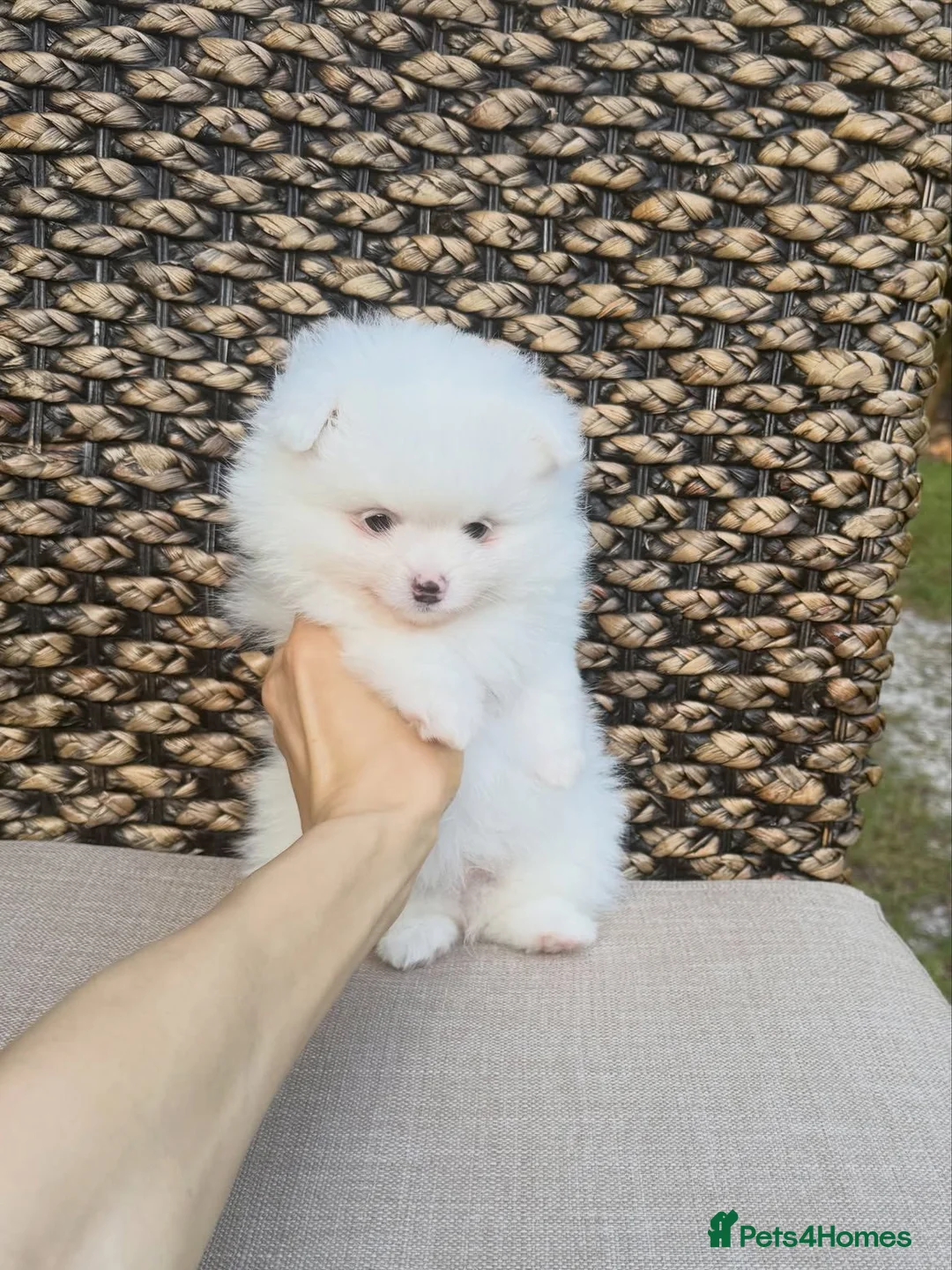 Pomeranian dogs for sale: High-quality Pomeranian puppies in Bristol - Advert 2
