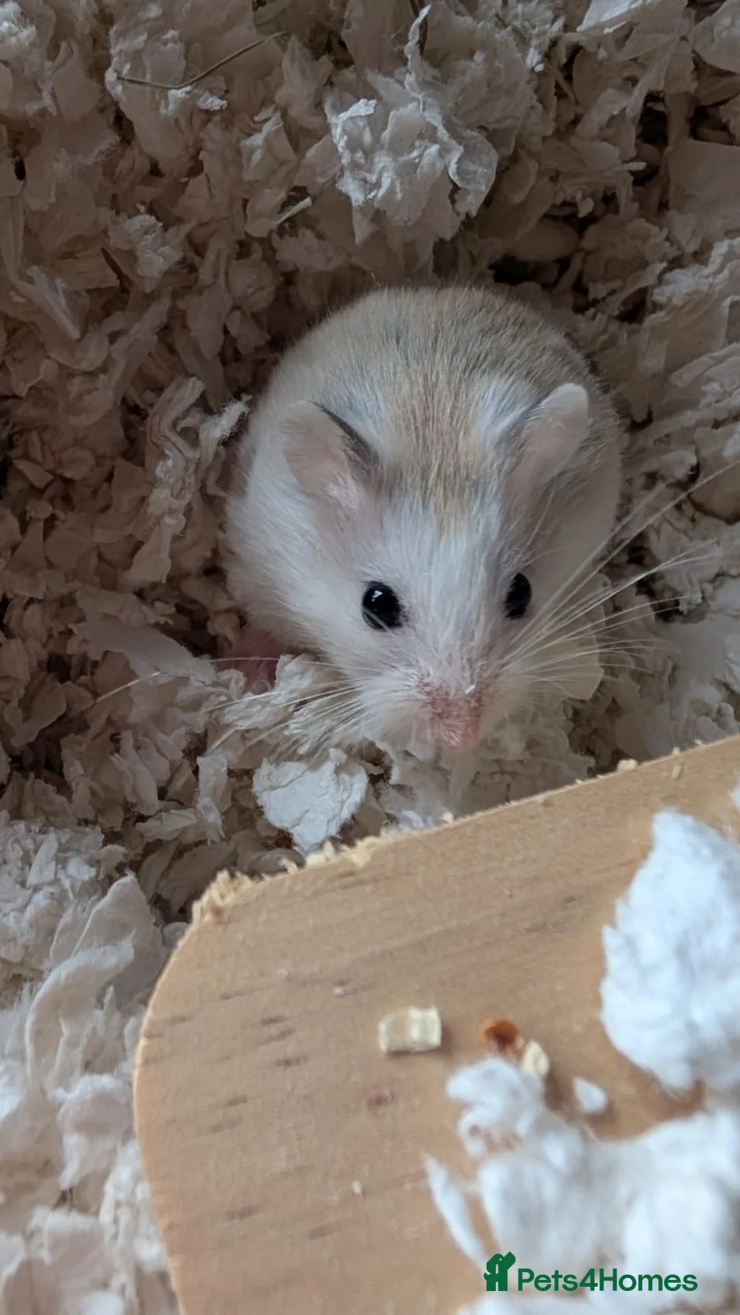 Hamster rodents for sale: Hundred Acre Hamster Rescue  in Hamilton - Advert 3