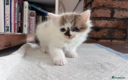 Mixed Breed cats for sale: Beautiful fluffy kittens  - Image 1