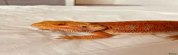 Bearded Dragon reptiles for sale: 2 year old male red hypo blue bars het trans in Southampton - Advert 4