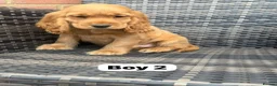 Cocker Spaniel dogs for sale: GoldenSHOW Type Cocker SPANIEL  in Iver - Advert 12