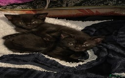 British Shorthair cats for sale: 2 black female domestic shorthairs  - Image 4