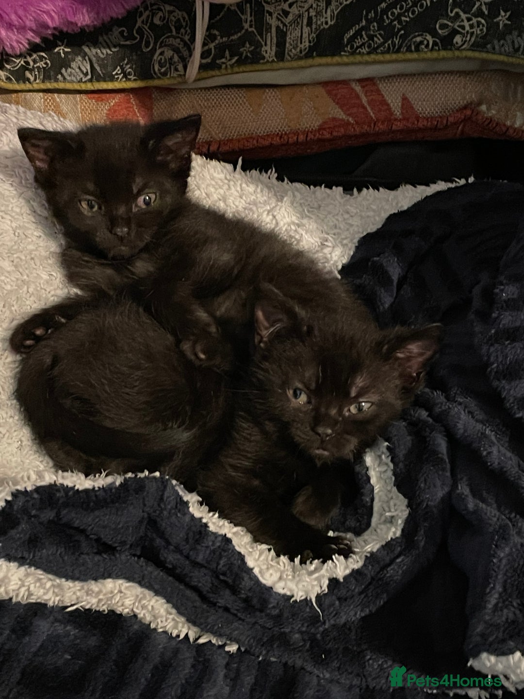 British Shorthair cats for sale: 2 black female domestic shorthairs  - Image 4