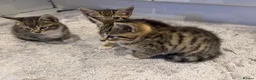 Mixed Breed cats for sale: Three beautiful kittens  - Advert 6