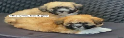 Malshi dogs for sale: Beautiful Malshi puppies - Advert 6