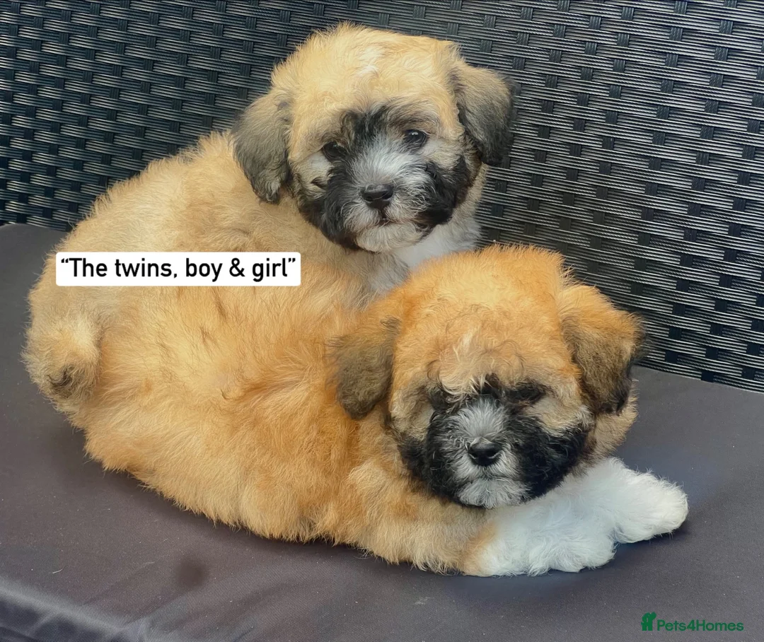 Malshi dogs for sale: Beautiful Malshi puppies - Advert 6