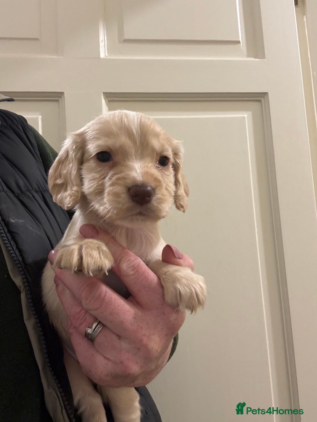 Cocker Spaniel dogs for sale: Kc Working Cocker Spaniel Puppies  - Image 7
