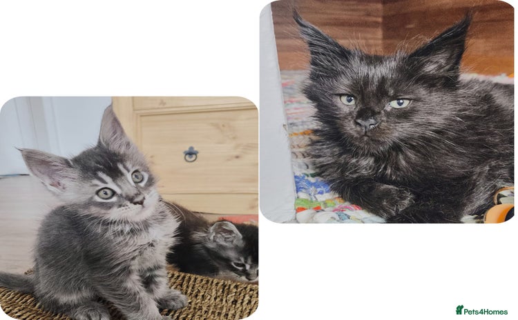 Maine Coon cats - Advert 3