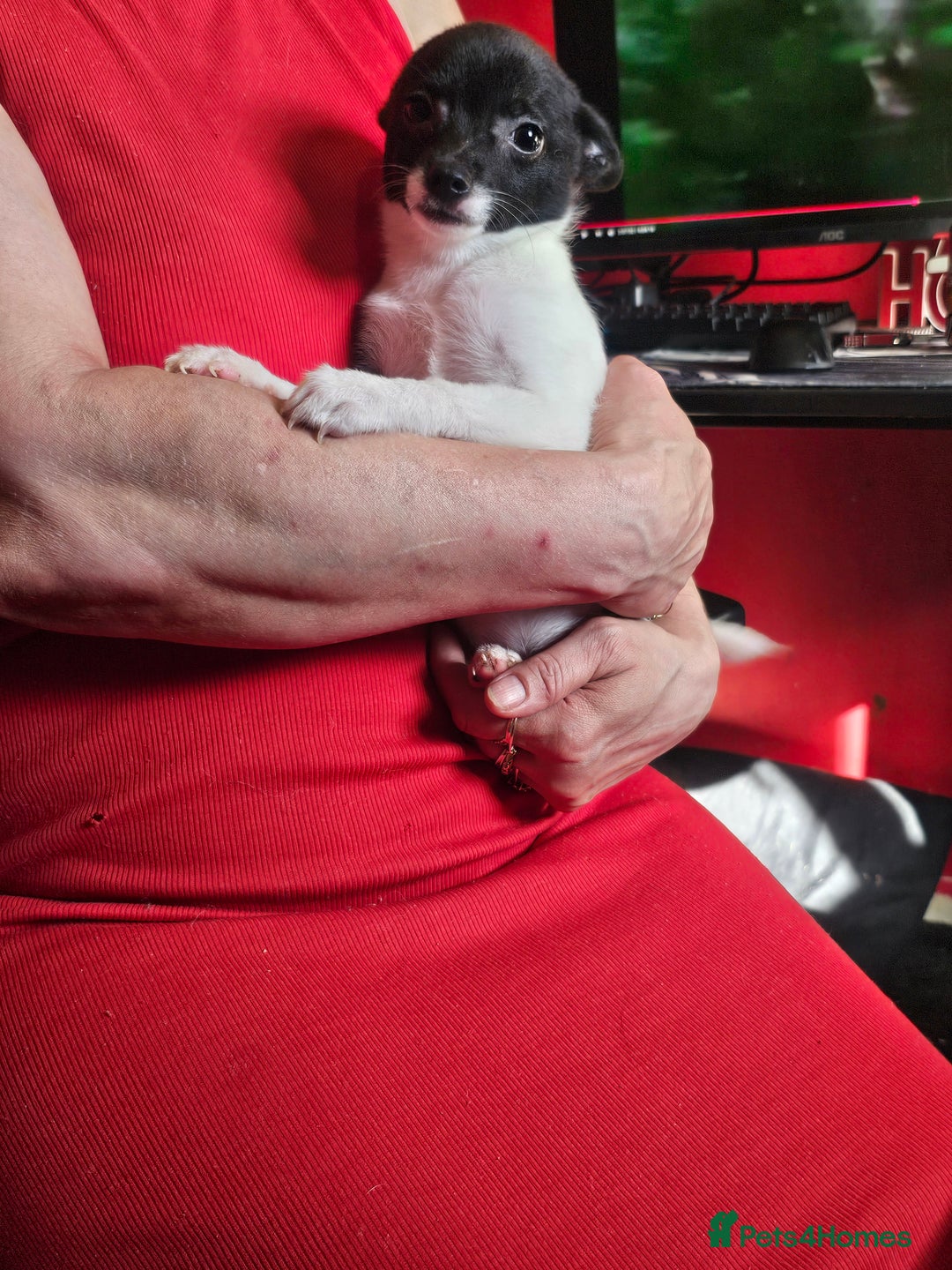 Pomchi dogs for sale: black and white pomchi puppy - Image 1