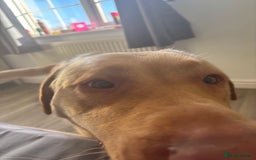 Mixed Breed dogs for sale: 3 year old lab male - Image 5