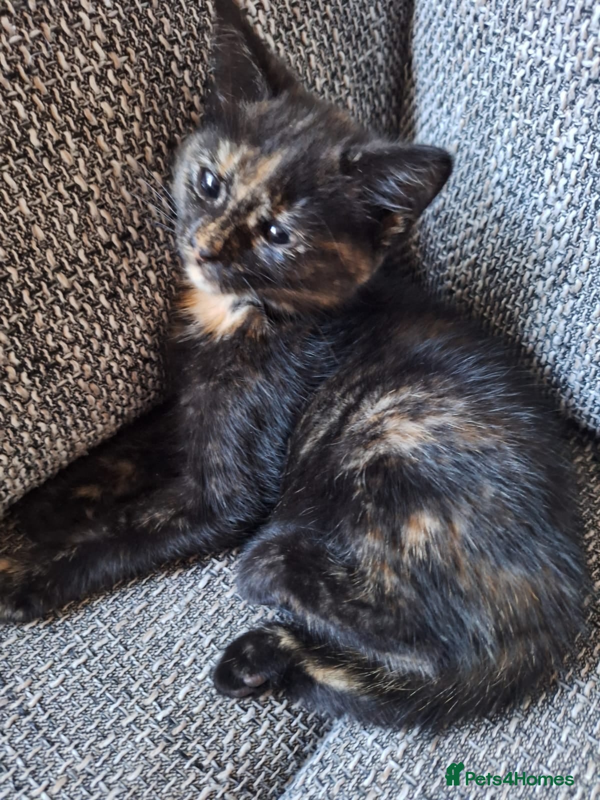 Mixed Breed cats Adorable kittens ready for their new home - Advert 7